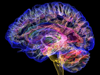 骚货36p大脑植入物有助于严重头部损伤恢复
